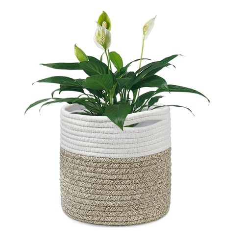 White khaki indoor plant - khaki,