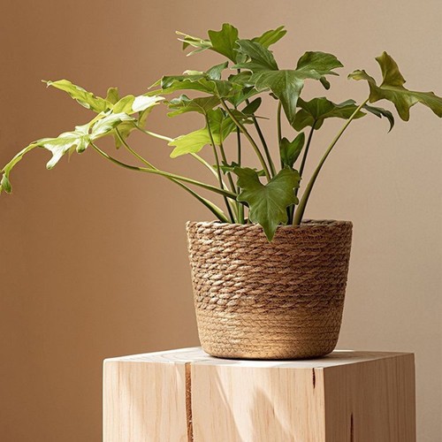 Chic weaving flower pot - flower, with