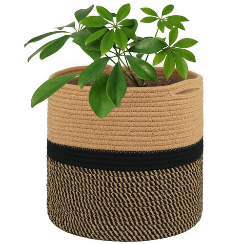Tenn well 30cm - indoor, plant